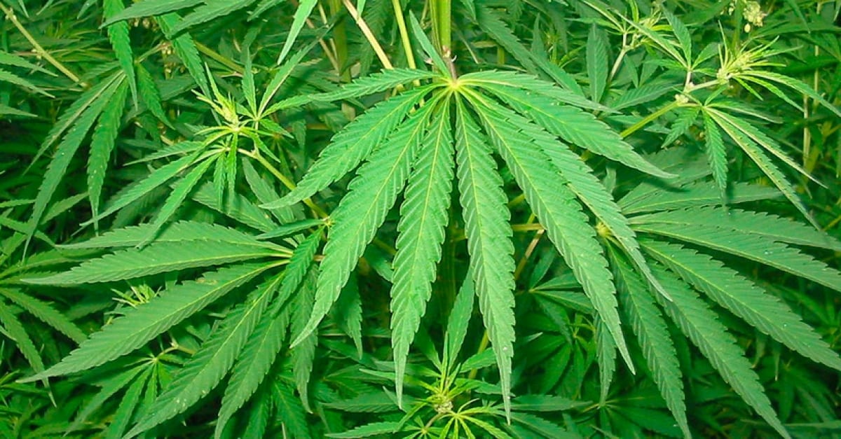 Hojas de cannabis