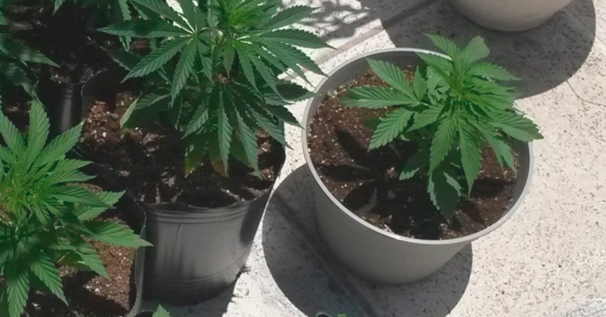 plantas cannabis